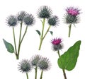 Set of greater burdock flowers isolated on white Royalty Free Stock Photo