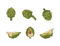 Set of green artichoke icons. Whole and part healthy vegetables and leaves, harvesting