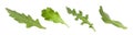 Set of green arugula leaves on white background. Banner design Royalty Free Stock Photo