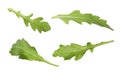 Set of green arugula leaves on white background Royalty Free Stock Photo