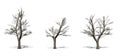 Set of Green Ash trees in the winter with shadow on the floor on white background Royalty Free Stock Photo