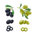 Set of green and black branches olives with fruits and leaves Royalty Free Stock Photo