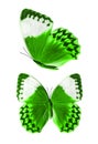 Set of green butterflies isolated on a white background