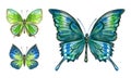 Set of green butterflies, watercolor drawing on a white background, isolated. Royalty Free Stock Photo