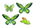 Set of green butterflies, watercolor drawing on a white background, isolated.