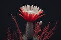 Set green Cactus with red flower on black background. Minimal creative still life. Generative AI Royalty Free Stock Photo