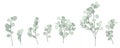 Set of Green Eucalyptus Branch Simple Vector Design Hand-drawn