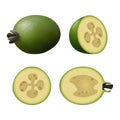 Set of green feijoa. Isolated half of green colorful feijoa, whole fruit, half, and juicy slice on white background. Realistic