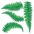 Set of green ferns. Royalty Free Stock Photo