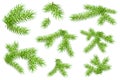 Set of green fluffy fir pine branches isolated on white background