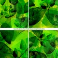 Set of green foliage backgrounds with leaves Royalty Free Stock Photo