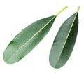 Set of green fragipani plumeria leaves