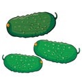 Set of green fresh cucumbers, cartoon illustration, isolated object on white background, vector