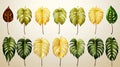 Set of green and golden tropical Monstera Philodendron leaves .