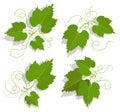 Set of green grape leaves with twirled tendrils. Winemaking and gardening. Cartoon vector isolated on white background