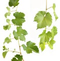 Set of green grapevine leaves as border isolated