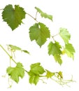 Set of green grapevine leaves