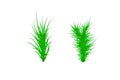 Set of Green grass. Green Grass White Background. Vector illustration