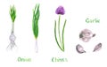 Set of green herbs, garlic, chives, onion, shalot, leek, scallion Royalty Free Stock Photo