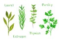Set of green herbs, laurel, estragon, thyme, parsley, watercolor illustration
