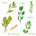 Set of green herbs, laurel, horseradish, salvia, sage, thyme, oregano Royalty Free Stock Photo