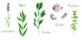 Set of green herbs, lavender, mint, sage, salvia, garlic, thyme, watercolor illustration