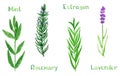 Set of green herbs, mint, estragon, rosemary, lavender, watercolor illustration