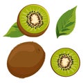 Set of green kiwi and slices. Isolated vector sliced fruit in flat style. Summer clipart for design Royalty Free Stock Photo
