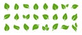 Set of green leaf icons. Green color. Leafs green color icon logo. Leaves on white background. Ecology. Vector illustration Royalty Free Stock Photo