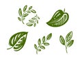 Set of green leaves design elements. Natural, organic symbol vector illustration