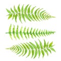 Set green leaves of fern. Hand drawn exotic greenery isolated on white background Royalty Free Stock Photo