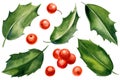 Set of green leaves, holly berries on a white background, watercolor botanical illustration. Christmas elements Royalty Free Stock Photo