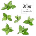 Set of green leaves mint and melisa cut out on white background. Vector hand drawn botanical illustration Royalty Free Stock Photo