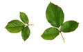 Set of green leaves of rose