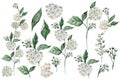 Set green leaves and spirea flowers on an isolated white background, watercolor Royalty Free Stock Photo