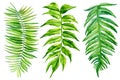 Set of green leaves. Tropical plants, palm leaf, fern. Watercolor botanical illustration