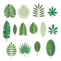 Set of leaves of tropical plants. Vector illustration. Royalty Free Stock Photo