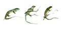 Set of green lizards on the white background. Watercolor painting. Royalty Free Stock Photo