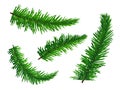 Set of green lush spruce branches. Symbol of Christmas and New Year isolated on white background. Vector illustration