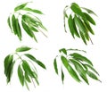 Set of green mango branches with leaves on white Royalty Free Stock Photo