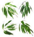 Set with green mango leaves on white background Royalty Free Stock Photo