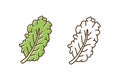 Set of green and monochrome leaves of kale in line art style. Fresh leaf of colorful and outline cabbage vector