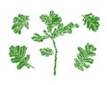 Set of green oak leaves with streaky and branch