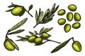 Set of green olives & Olive branches Vector illustration - Hand drawn Royalty Free Stock Photo