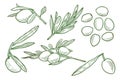 Set of green olives & Olive branches Vector illustration - Out line Hand drawn Royalty Free Stock Photo