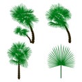 Set green palm tree on white background. illustration