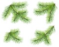 Set green pine branch isolated on white. Lush fluffy fir Christmas tree twig Royalty Free Stock Photo