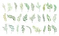 Set of green plant branches Royalty Free Stock Photo