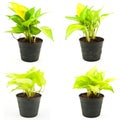 Set of Green plant isolated on the white. Royalty Free Stock Photo