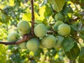 Set of green plums growing on the branches of a plum tree Prunus
